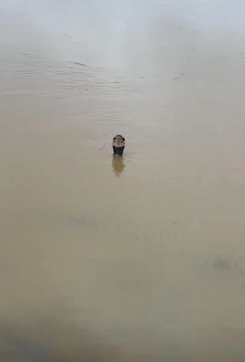 水中探出的蛇头